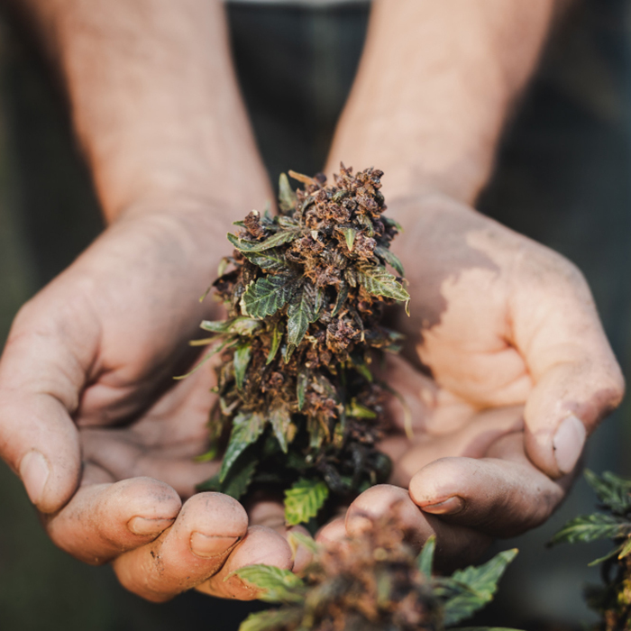 cannabis torrevieja - club cannabico Mad Monkey 420